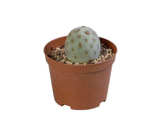Tephrocactus Geometricus - Ø10cm - ↕25cm bei Pflanzfix24