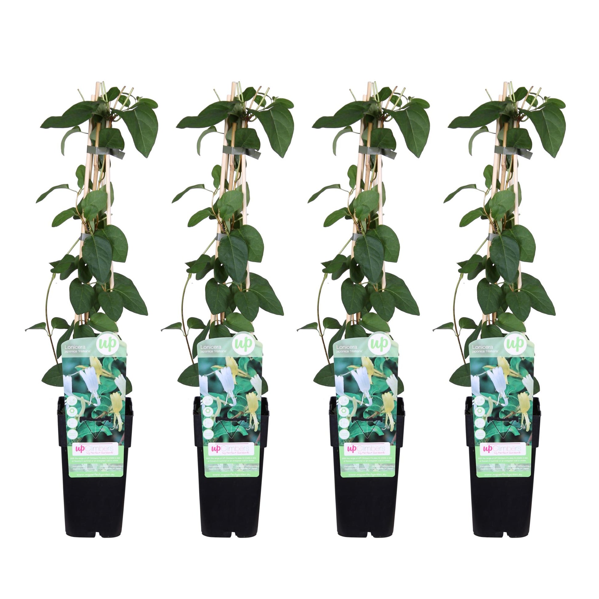 4x - Lonicera japonica 'Halliana' - ↨65cm - Ø15 - Pflanzfix24.de - Pflanzfix24.de