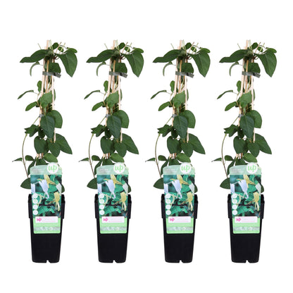 4x - Lonicera japonica 'Halliana' - ↨65cm - Ø15 - Pflanzfix24.de - Pflanzfix24.de