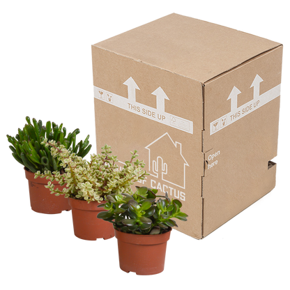 Crassula-Mischung 10,5 cm - 3x - zonder pot - Pflanzfix24.de - Pflanzfix24.de