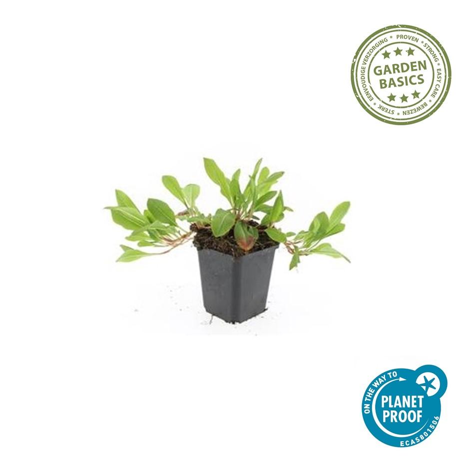 20x Persicaria aff. 'Darjeeling Red' - ↕10-25cm - Ø9cm - Pflanzfix24.de - Pflanzfix24.de