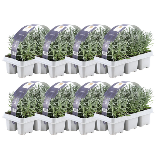 8 x 6er Set Lavendel angustifolia - 48 x Ø7 cm - ↕15 cm - Winterharter Lavendel von Pflanzfix24