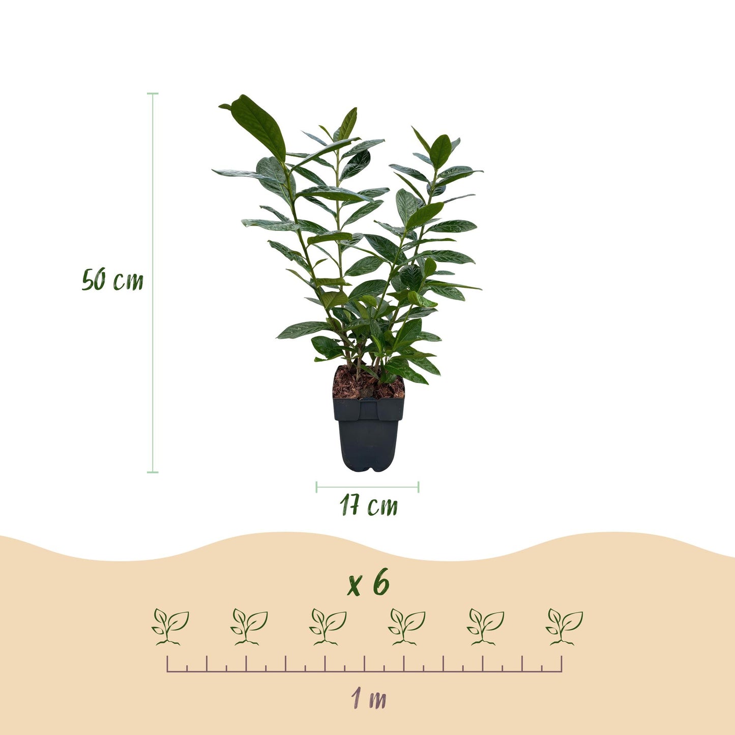 Pflanzfix24.de - Prunus laurocerasus Novita - 6 Pflanzen - 1m - immergrün - Topf 17cm - Pflanzfix24.de