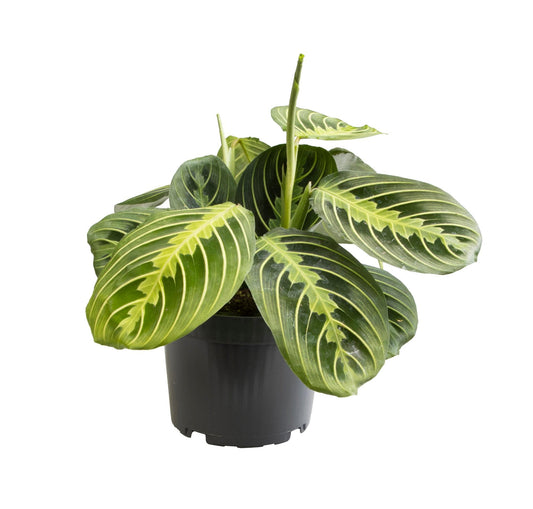 Maranta Lemon Lime Ø12cm | Pflanzfix24.de - Pflanzfix24.de