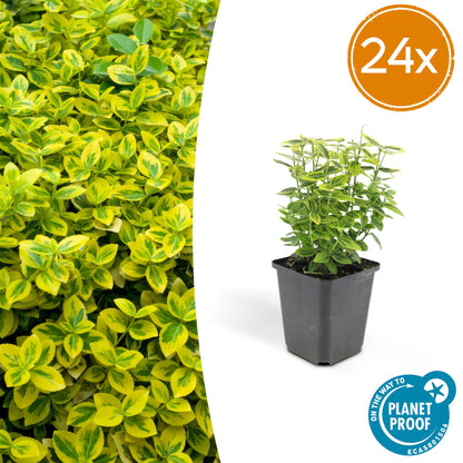 24x Euonymus fort. 'Emerald 'n Gold’ - ↕10-25cm - Ø9cm - Pflanzfix24