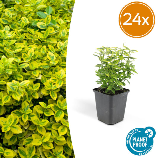 24x Euonymus fort. 'Emerald 'n Gold’ - ↕10-25cm - Ø9cm - Pflanzfix24