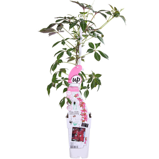Parthenocissus Henryana Kletterpflanze Ø15cm | Pflanzfix24.de - Pflanzfix24.de