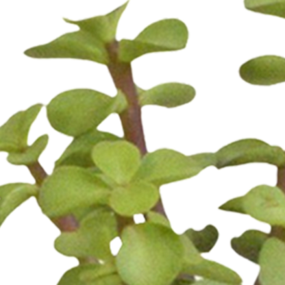 Cactus en vetplanten Mischung 5,5 cm | 15 stück - in witte pot - Pflanzfix24.de - Pflanzfix24.de
