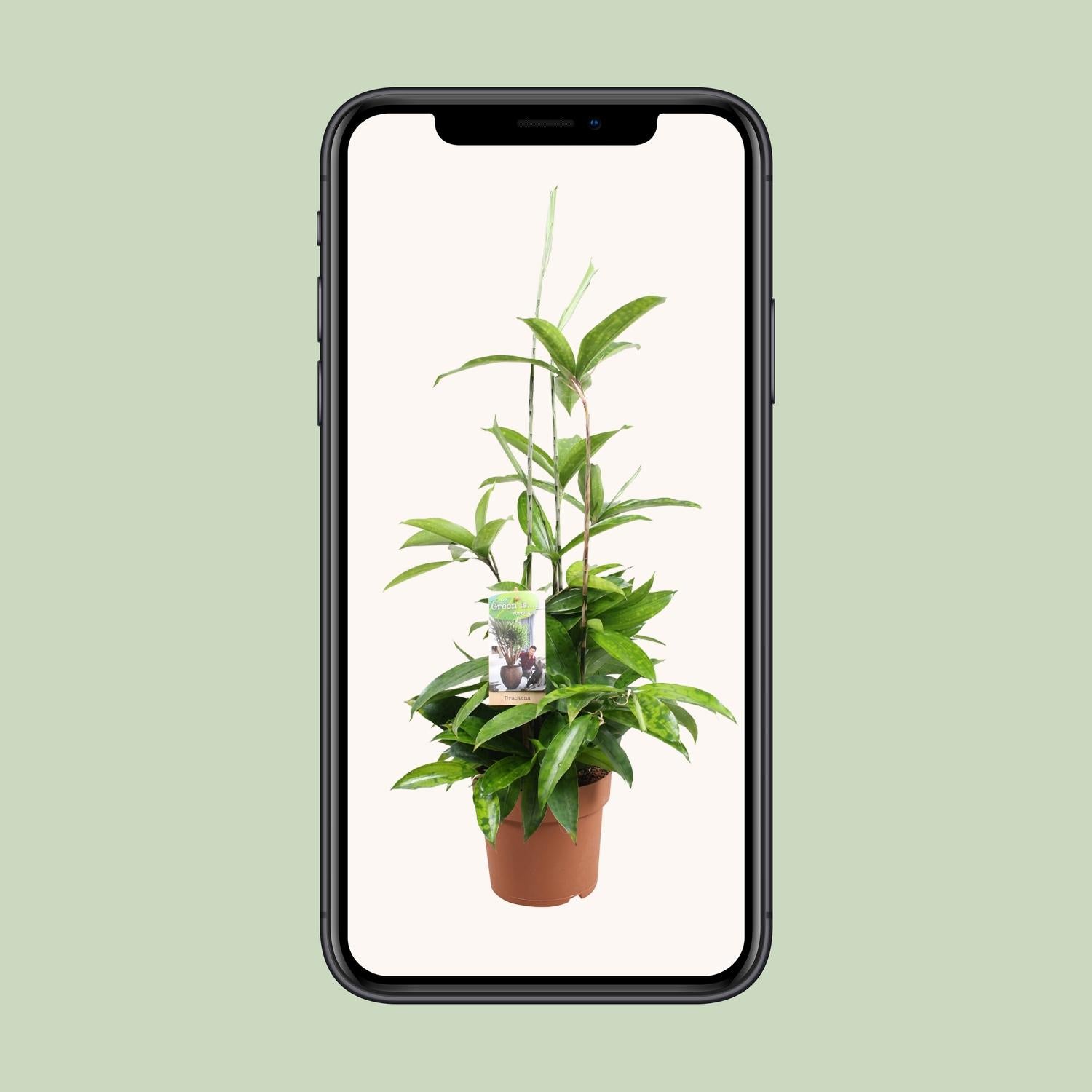 Dracaena Surculosa - Ø17cm - ↕55cm - Pflanzfix24.de - Pflanzfix24.de