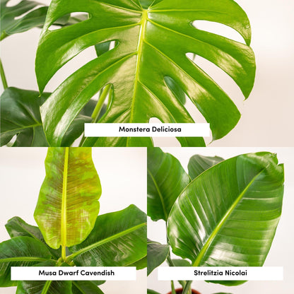 Tropische Zimmerpflanzen - Monstera, Musa Dwarf Cavendish, Strelitzia Nicolai + Korb Igmar - Pflanzfix24