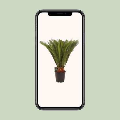 Cycas Revoluta - Ø24 ↕90 von Pflanzfix24