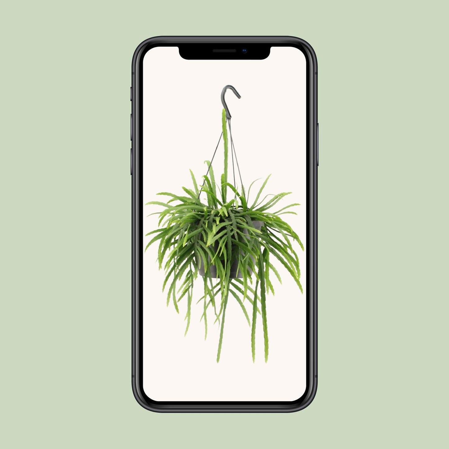 Lepismium Bolivianum - Ø17cm - ↕25cm von Pflanzfix24