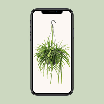 Lepismium Bolivianum - Ø17cm - ↕25cm von Pflanzfix24