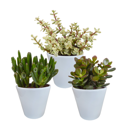 Crassula-Mix 8,5 cm - 3x - in witte pot - Pflanzfix24.de - Pflanzfix24.de