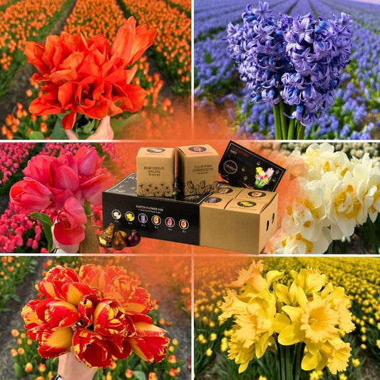 Flowerbulbs Amsterdam - Dutch Flower Mix - Luxusbox 75 Blumenzwiebeln - Pflanzfix24