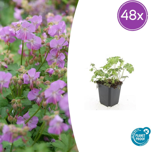 48x Geranium cant. 'Cambridge' - ↕10-25cm - Ø9cm - Pflanzfix24