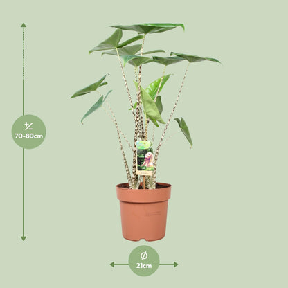 Alocasia Zebrina - Ø21cm - ↕80cm bei Pflanzfix24