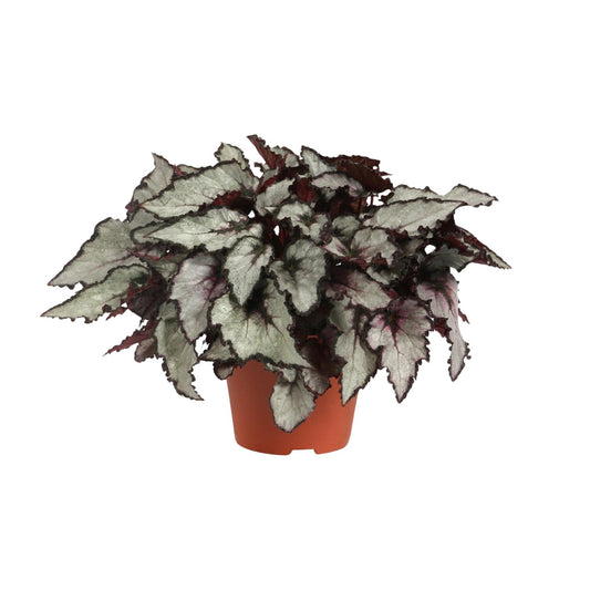 Begonia Rex Coco - Ø12cm - ↕25cm von Pflanzfix24