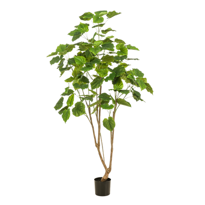 Kunstpflanze Ficus Umbellata 180 cm | Pflanzfix24.de - Pflanzfix24.de