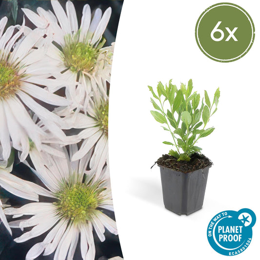 6x Aster ageratoides 'Ashvi' - Pflanzfix24.de - Pflanzfix24.de
