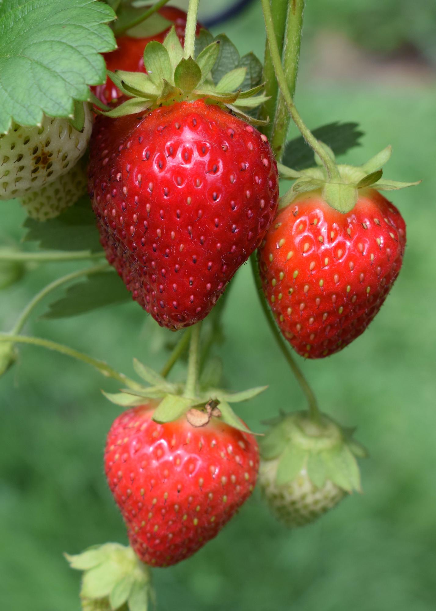 Fragaria x ananassa Delizzimo - Ø13cm - ↕45cm - Pflanzfix24