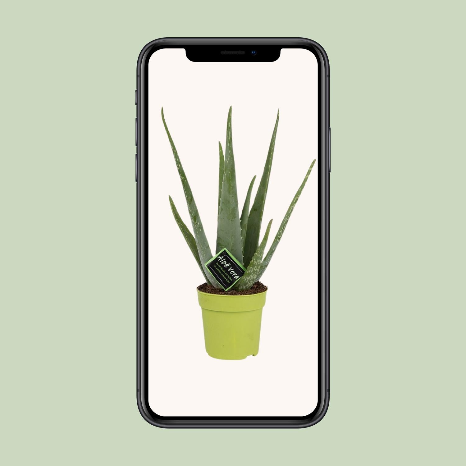 Aloe Vera - Ø12cm - ↕45cm - Pflanzfix24.de - Pflanzfix24.de