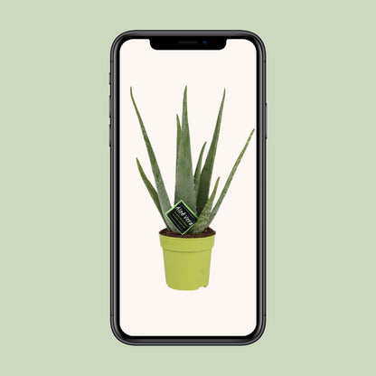 Aloe Vera - Ø12cm - ↕45cm - Pflanzfix24.de - Pflanzfix24.de
