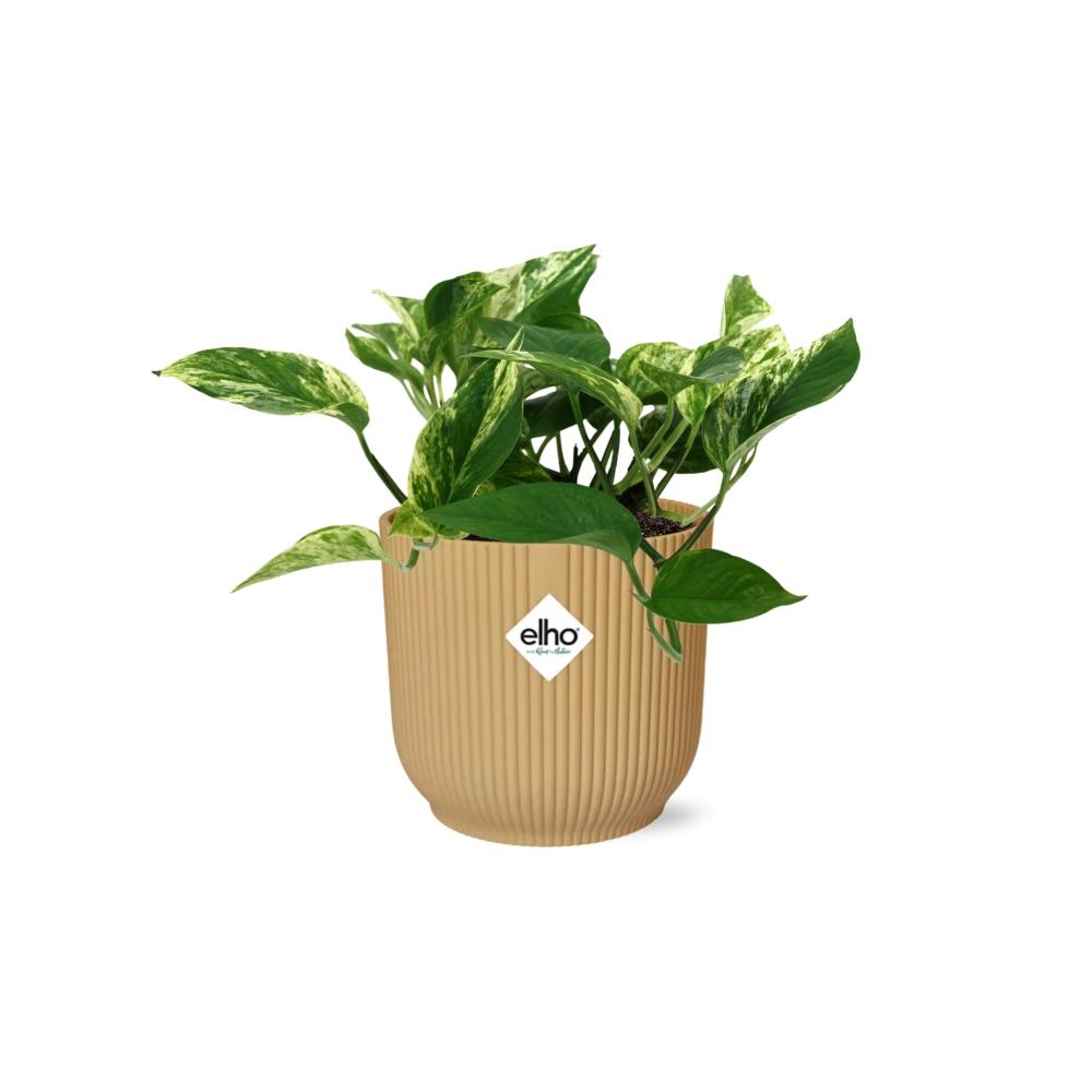 Scindapsus Marble Queen 14cm ELHO Vibes Fold Gelb – Pflanzfix24