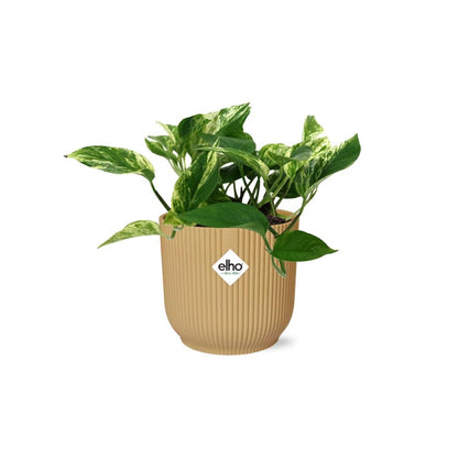 Scindapsus Marble Queen 14cm ELHO Vibes Fold Gelb – Pflanzfix24