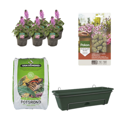 Balkonbak Groen DIY-set - Erysimum Linifolium 'Bowles Mauve' - Pflanzfix24