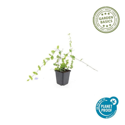 40x Vinca minor 'Blue and Gold' - Pflanzfix24.de - Pflanzfix24.de
