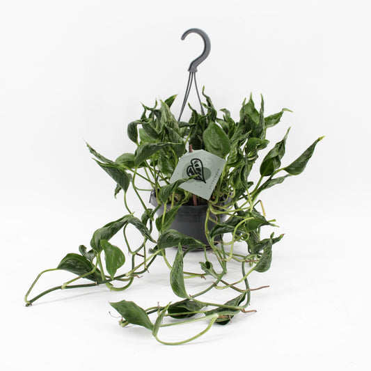 Epipremnum Pinnatum Aureum Shangri-La - Ø14cm - ↕45cm - Pflanzfix24