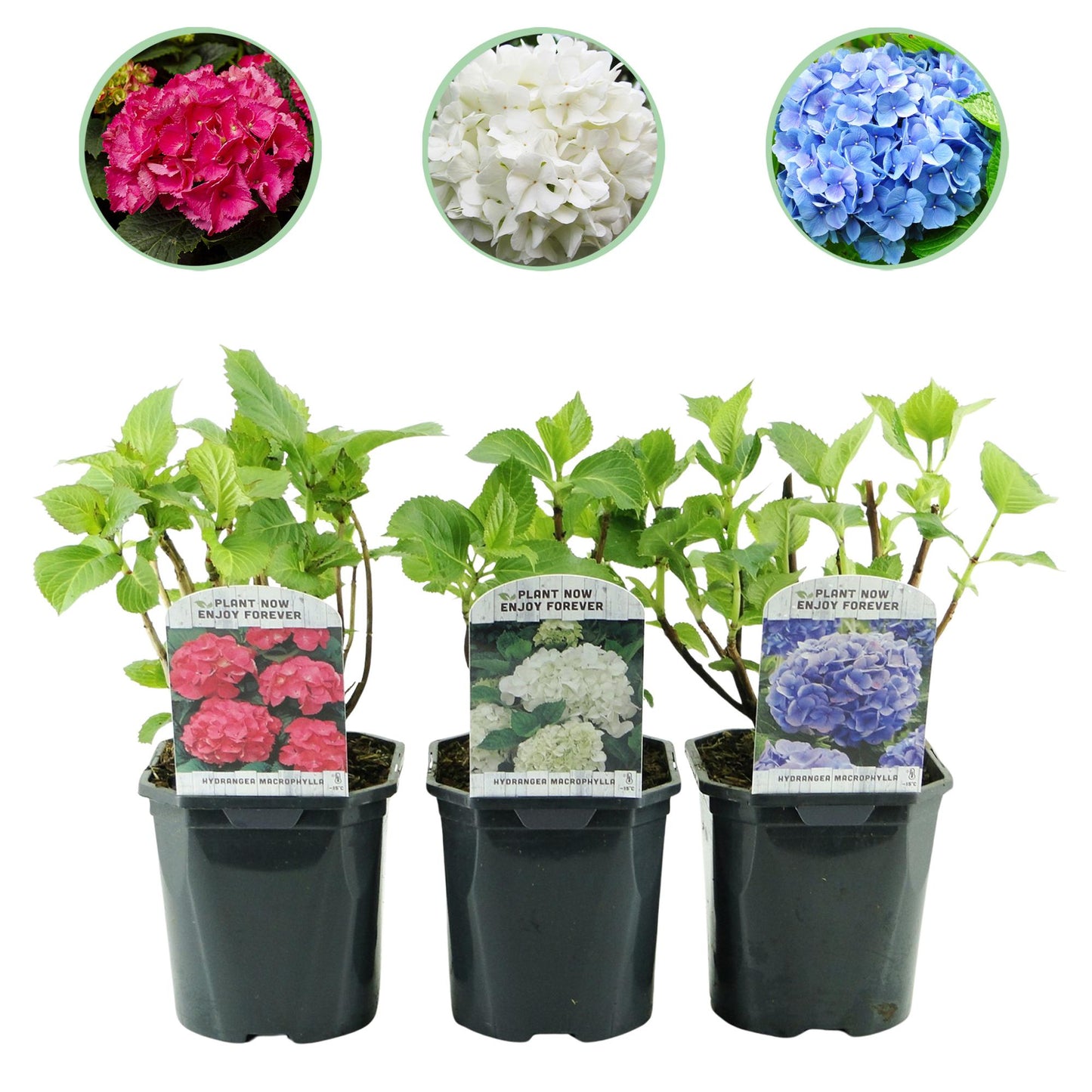 pflanzfix24 - Hortensie - Hydrangea macrophylla Tricolour - Blüte Blau, Rosa und Weiß - 3 Pflanzen - Laubabwerfend - Topf 17cm Höhe 30cm