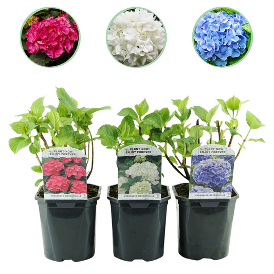 pflanzfix24 - Hortensie - Hydrangea macrophylla Tricolour - Blüte Blau, Rosa und Weiß - 3 Pflanzen - Laubabwerfend - Topf 17cm Höhe 30cm