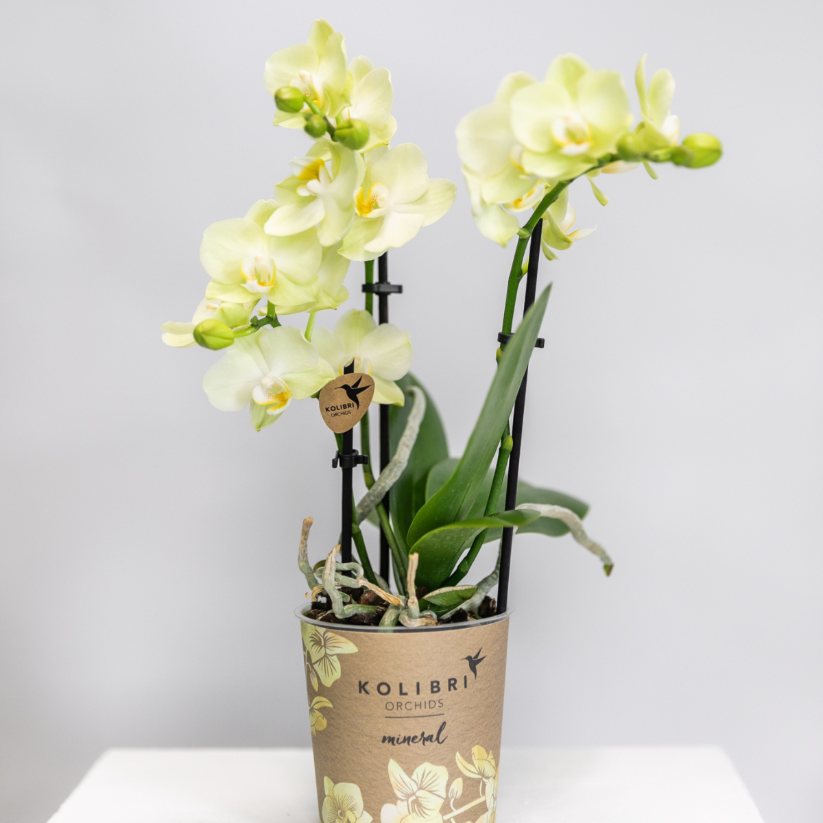 Phalaenopsis Orchidee Gelb Ø9 cm ohne Topf – Pflanzfix24.de - Pflanzfix24.de