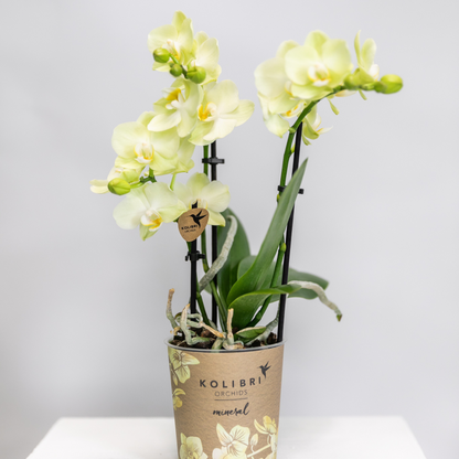 Phalaenopsis Orchidee Gelb Ø9 cm ohne Topf – Pflanzfix24.de - Pflanzfix24.de