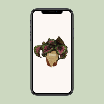 Begonia Rex Macarena - Ø12 ↕25 von Pflanzfix24