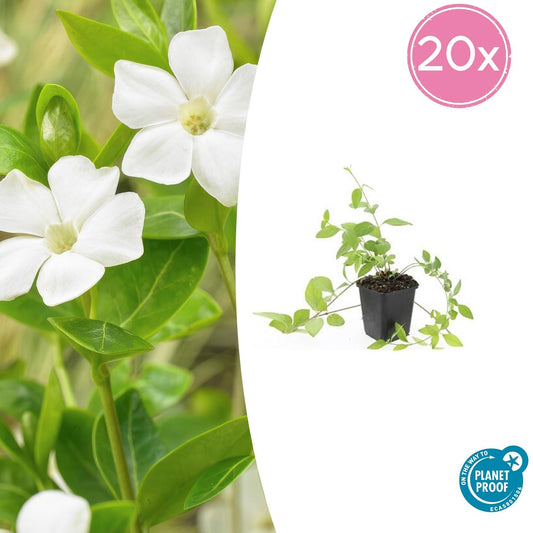 20x Vinca major 'Alba' - pflanzfix24