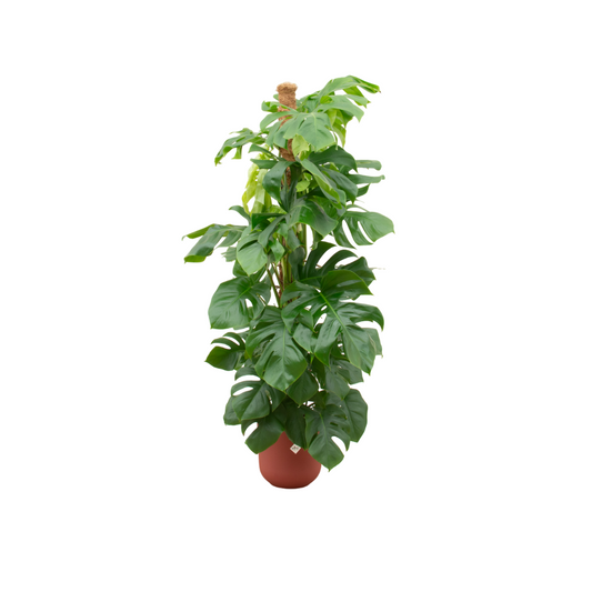 Combi deal - Monstera Pertusum XL inkl. elho Jazz Round rot Ø26 - 150 cm - Pflanzfix24.de - Pflanzfix24.de
