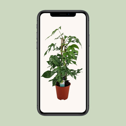 Philodendron Minima Pyramide - Ø19 ↕75 bei Pflanzfix24