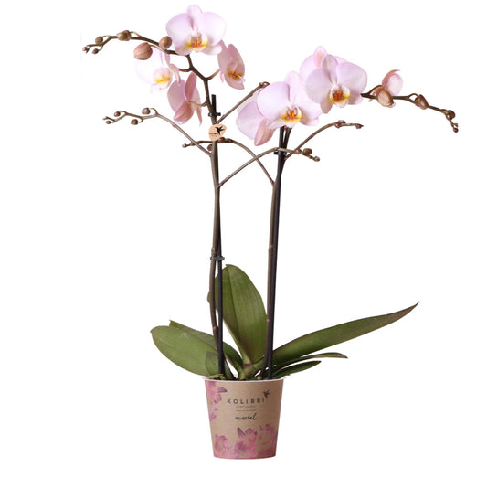 Phalaenopsis Orchidee Kikion | rosa Zimmerpflanze - Ø12cm Topf - Pflanzfix24