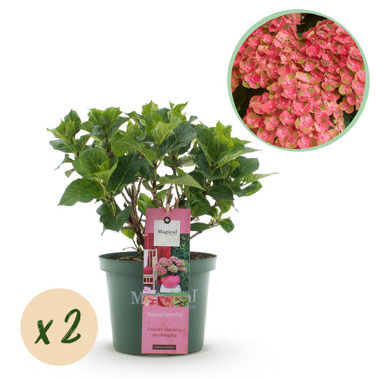 Hortensie Magical Green Fire 2er Set – Balkonpflanze | Pflanzfix24