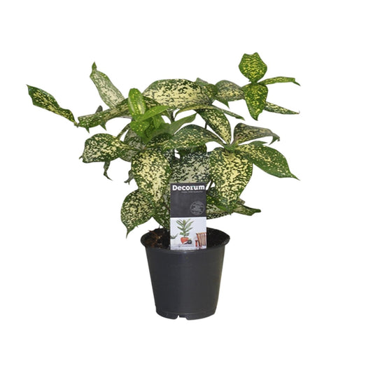 Dracaena Godsefiana - Ø12cm - ↕25cm - Pflanzfix24