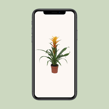 Guzmania Solara - Ø12cm - ↕50cm bei Pflanzfix24