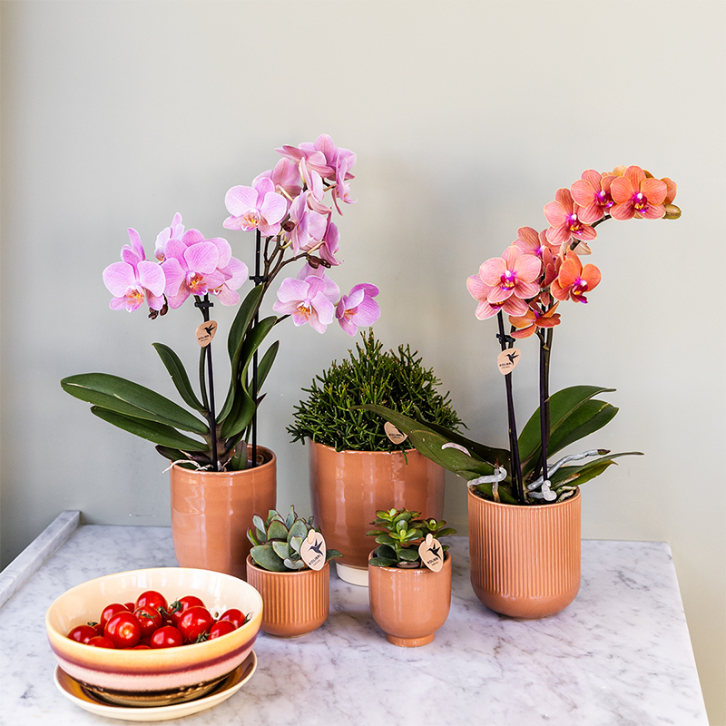 Kolibri Orchids | KOMBI-ANGEBOT mit 4 Phalaenopsis-Orchideen - Treviso - Topfgröße Ø9cm - Pflanzfix24