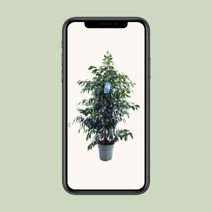 Ficus Benjamina Danielle - Ø27cm - ↕140cm - Pflanzfix24