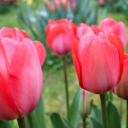 Tulpe 'Van Eijk' - 15 Blumenzwiebeln - Größe 12+ von Pflanzfix24