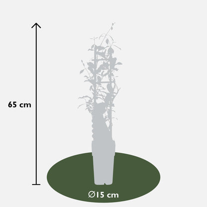2x - Trachelospermum 'Star of Ibiza' - ↨65cm - Ø15 - Pflanzfix24