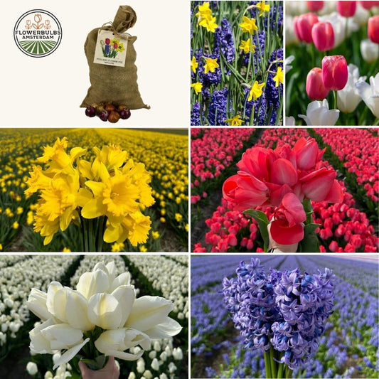 Blumenzwiebeln Amsterdam - Super Holland Mix - 100 Blumenzwiebeln für 2,5 m² Blumenpracht - Pflanzfix24