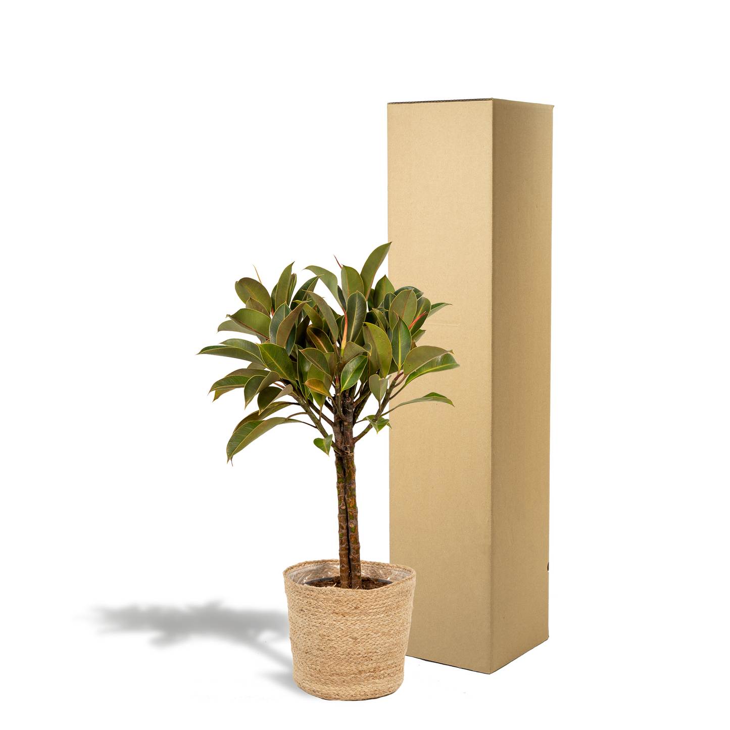 Ficus elastica Melany Stiel + Körbchen Selin - ↨90cm - Ø21cm bei Pflanzfix24